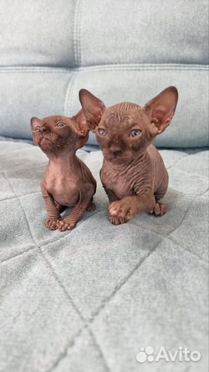 Канадский сфинкс котята