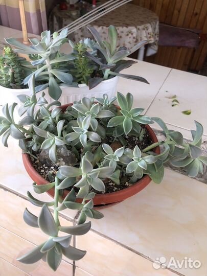 Сукуленты, красула Овата, ккислица, Сансевиерия