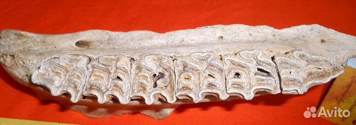 Бизон. Челюсть зубов с кариесом. Плейстоцен