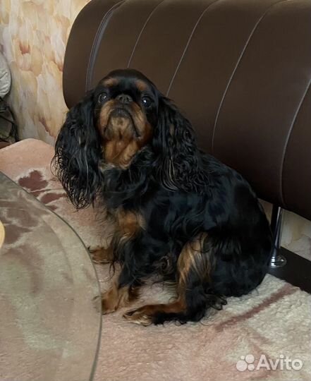 Кинг чарльз спаниель