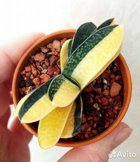 Суккуленты. Гастерии коллекционные