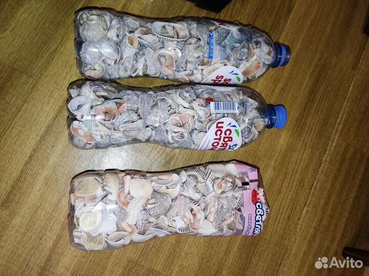 Ракушка рапан