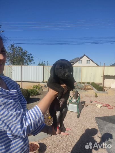 Отдам щенков лабрадора осталась только девочка