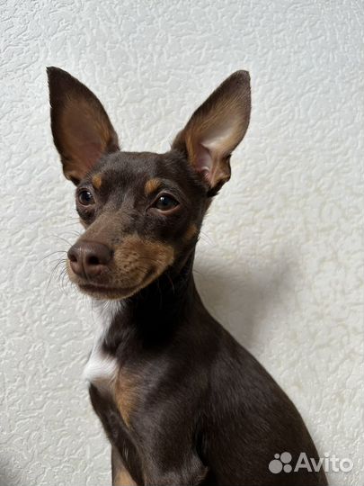 Догситтер, передержка и выгул собак