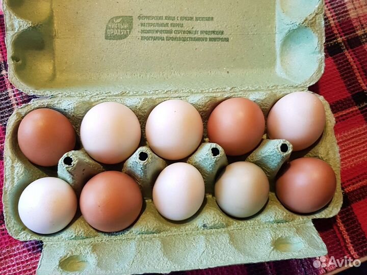 Яйцо домашнее