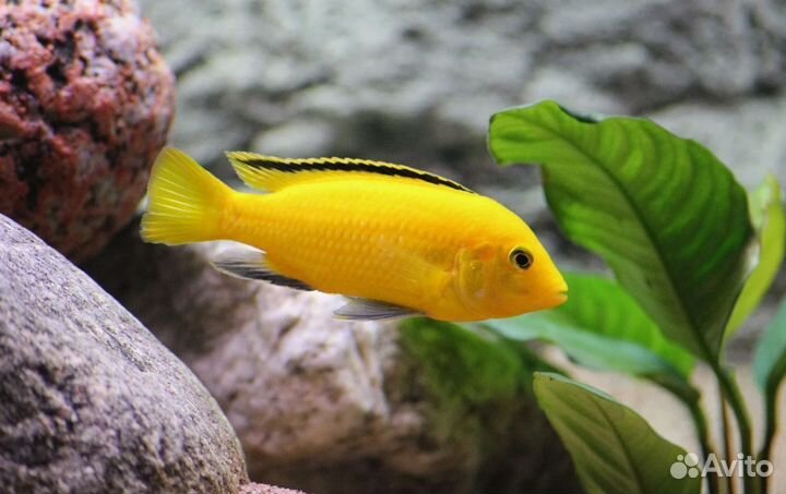 Цихлида еллоу. Аквариумная рыбка
