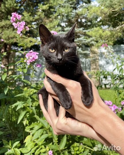 Черный котенок девочка в дар