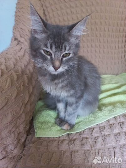 Котенок метис мейн-куна