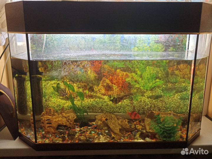 Аквариум