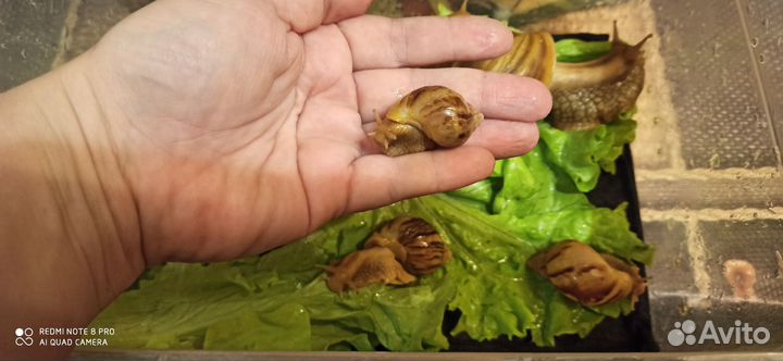 Улитки архахатины