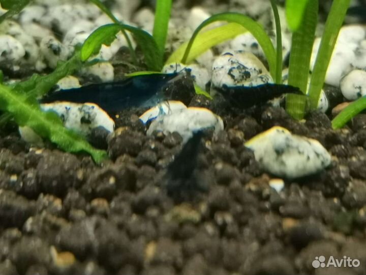 Креветки Желтый Неон, Блю Дрим и другие