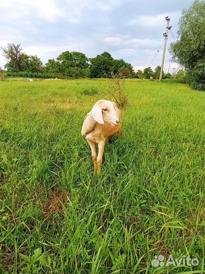 Нубийские козы