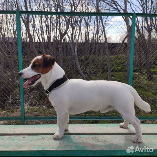 Вязка джек Рассел терьер