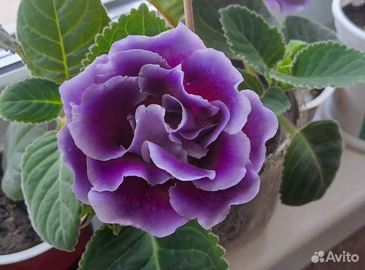 Глоксиния махровая