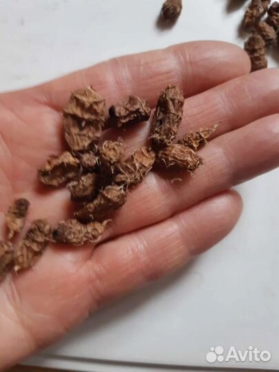 Чуфа- земляной миндаль