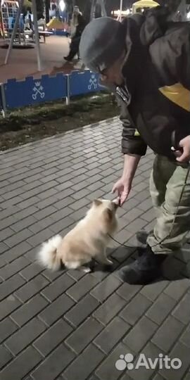 Дрессировка и воспитание собак