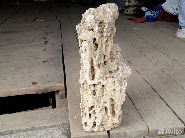 Коралл балянус