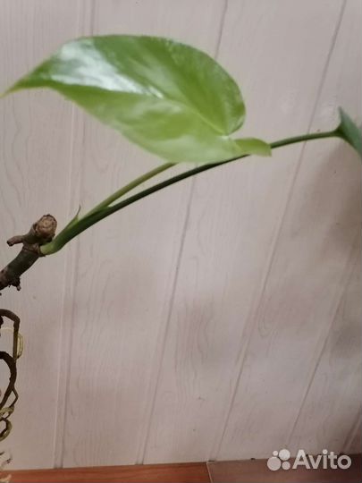 Монстера. Черенок