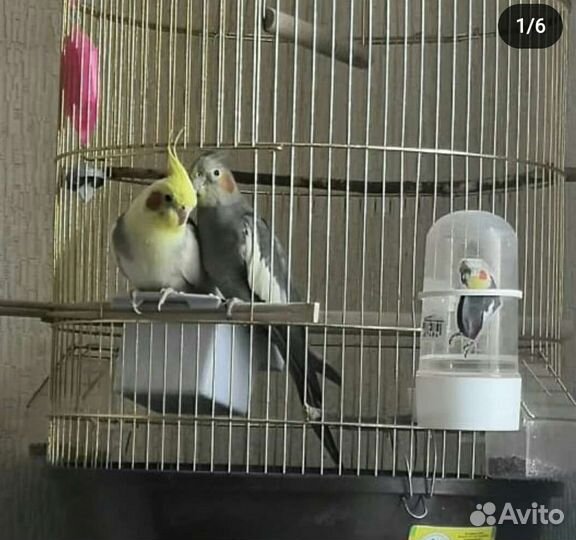 Пара корелл с клеткой, несутся