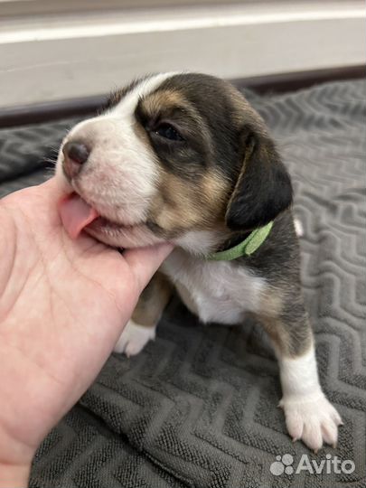 Щенки бигль