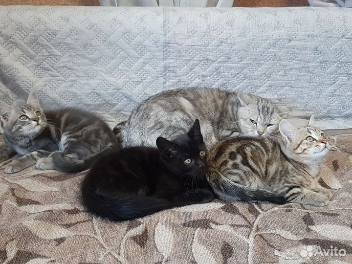 Британские котята