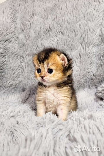 Шотландские котик