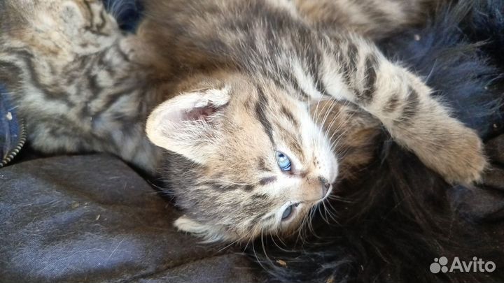 Котенок кот