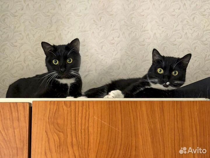 Стерилизованные брат и сестра 10 месв хорошие руки