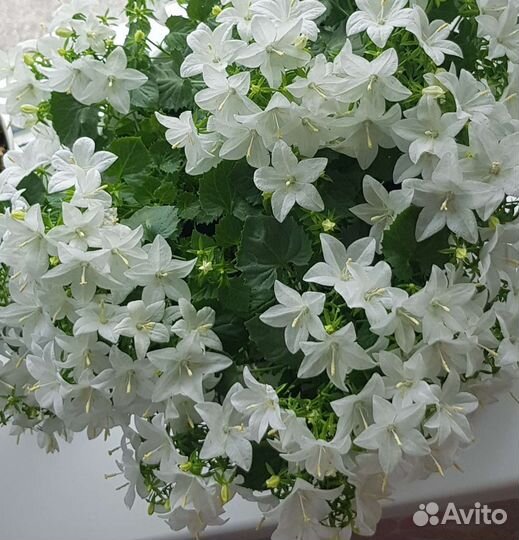 Кампанула (жених и невеста)