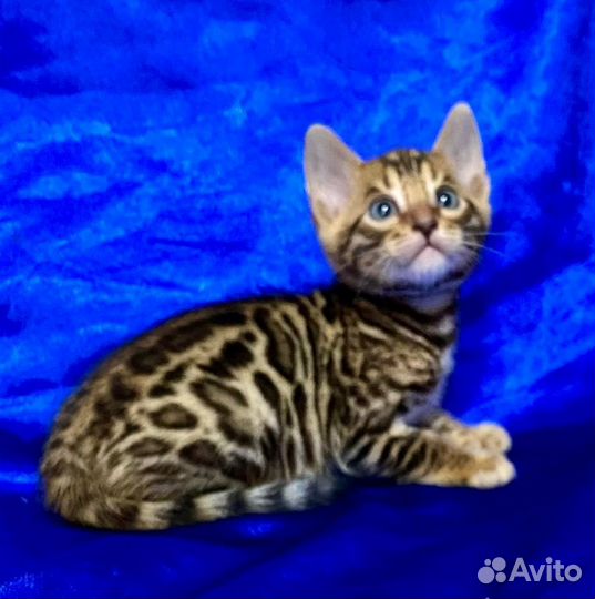 Бенгальские котята