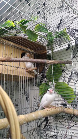 Рисовая амадина