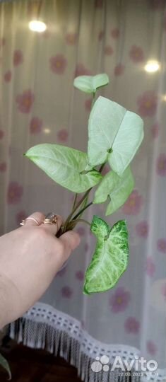 Сингониумы