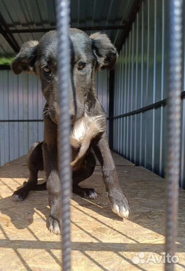 Два мальчика, две девочки