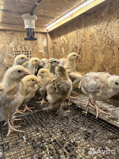 Цыплята