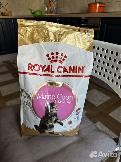 Корм для кошек Maine Coon Kitten
