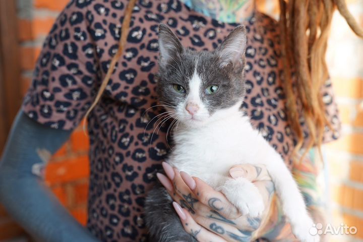 Котенок в добрые руки