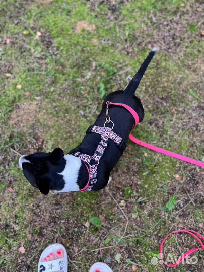 Шлейка, ошейник, поводок