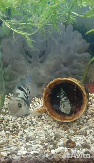 Рыбка сапфировый попугай