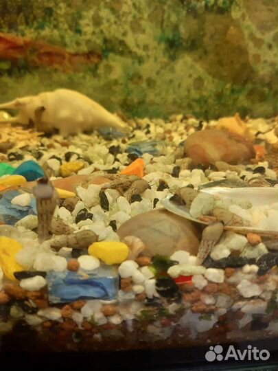 Креветки вишня