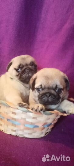 Щенки мопса