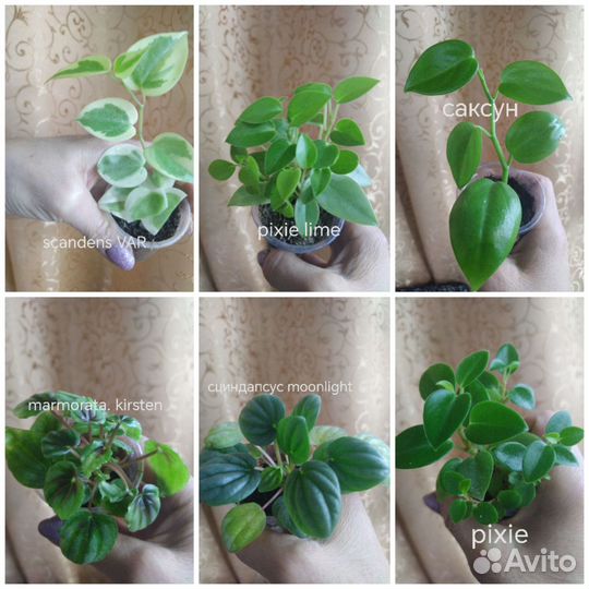 Пеперомии много сортов