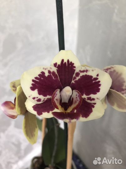 Орхидея фаленопсис Mituo Peacock Queen