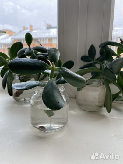 Толстянка денежное дерево