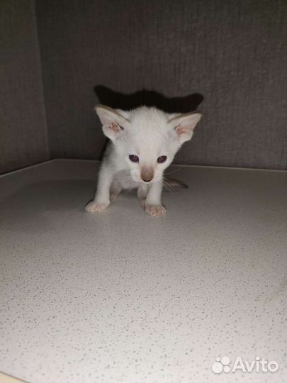 Ориентальные