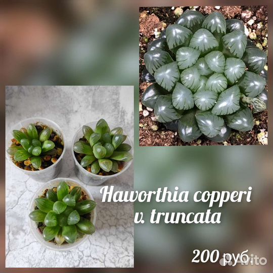 Сортовые хавортии 2