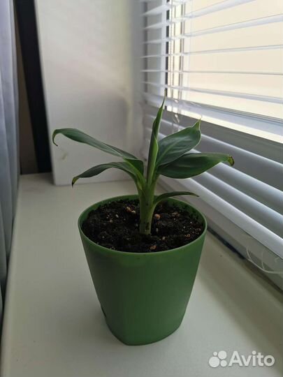 Банан растение
