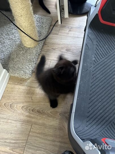 Раздам котят