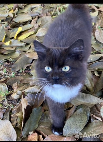 Котенок мальчик Подкидыш