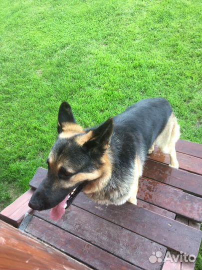 Восточноевропейская овчарка