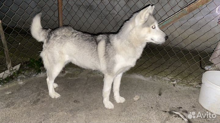 Сибирский хаски